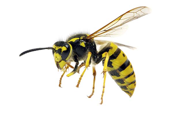 Bee, Wasp, Hornet